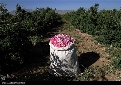 برداشت گل محمدی از گلستانهای همدان