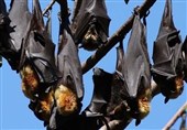 حمله گسترده خفاش‌ها به باغات در پاکستان