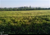 300 هزار هکتار از اراضی زراعی در آذربایجان‌غربی تثبیت مالکیت شد