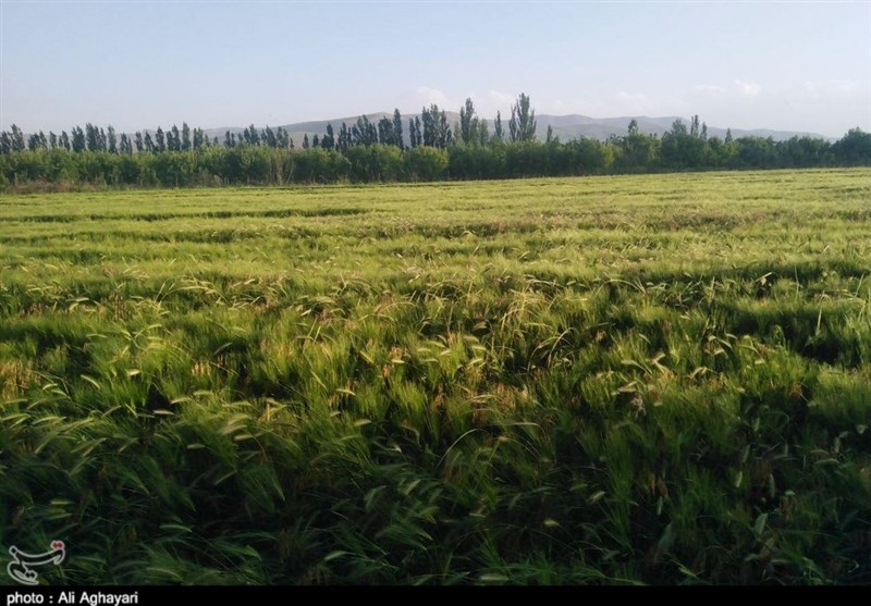طبیعت زیبای گندم‌زارهای ارومیه به روایت تصویر