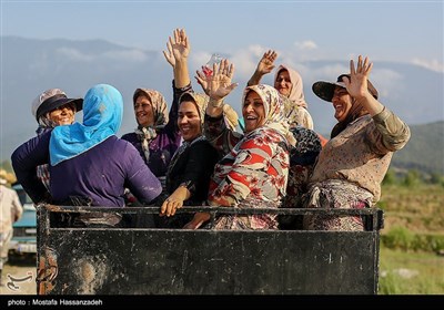 نشاگران در حال بازگشت به خانه