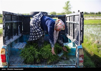 زنان نشاکار در گلستان 