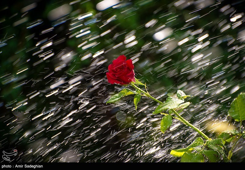 به مناسبت روز ملی گل و گیاه| دنیای رنگ و زیبایی در گلخانه‌های شیراز + تصاویر