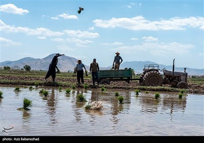 کاشت نشاء برنج در بیرانشهر خرم آباد