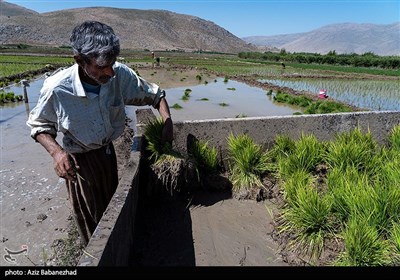 کاشت نشاء برنج در بیرانشهر خرم آباد