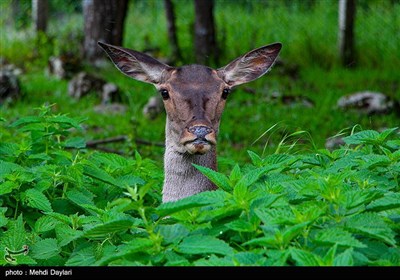 طبیعت بهاری منطقه ارسباران