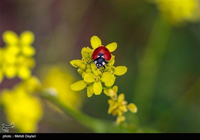 طبیعت بهاری منطقه ارسباران