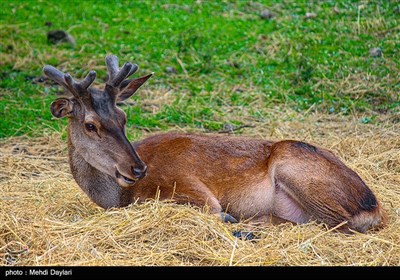 طبیعت بهاری منطقه ارسباران