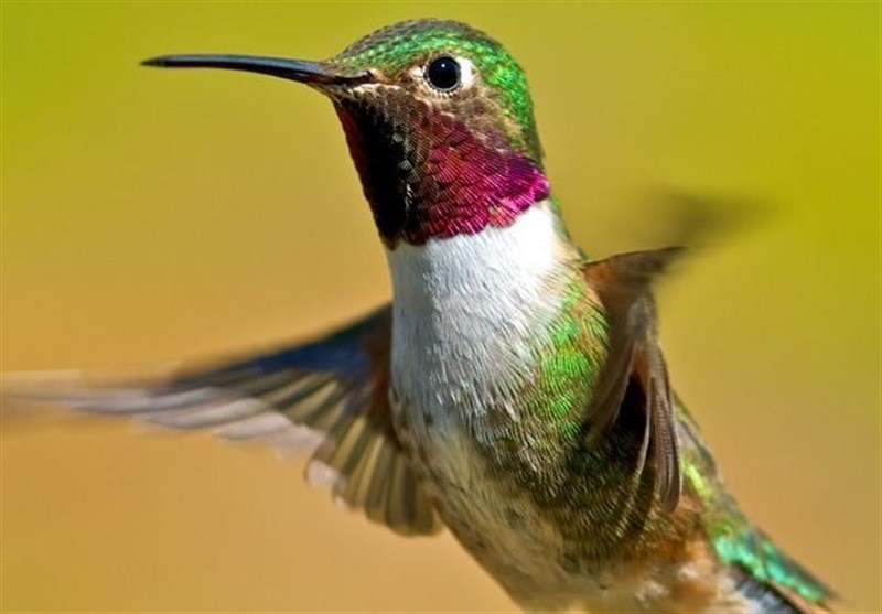Hummingbirds Can See Colors Humans Can Only Imagine