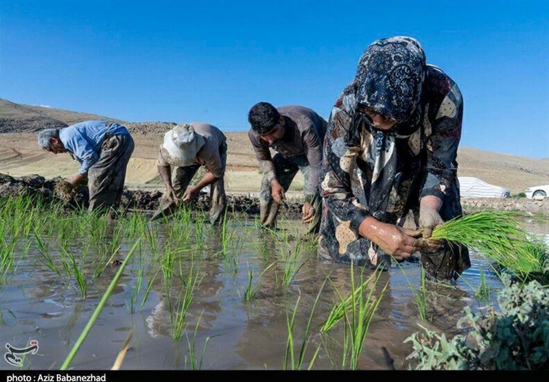فوت دومین جوان کشاورز در مازندران بر اثر بیماری "تب شالیزار"