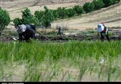 نشاکاری 106 هزار هکتار شالیزار در مازندران