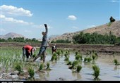 نخستین نشای مکانیزه مازندران آغاز شد