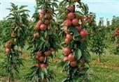 سالانه 12 میلیون اصله نهال در استان ایلام تولید میشود