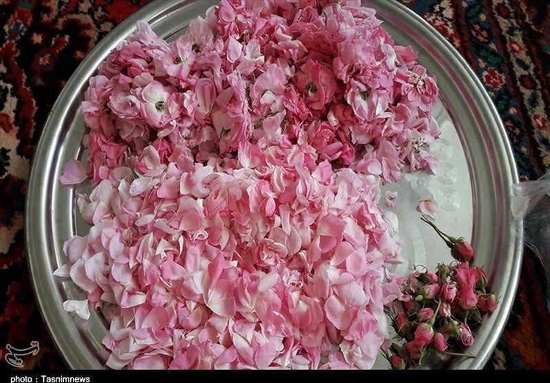 برداشت گل محمدی در استان مرکزی به روایت تصویر