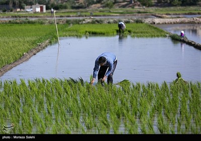 نشاءکاری در مبارکه اصفهان