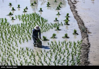 نشاءکاری در مبارکه اصفهان