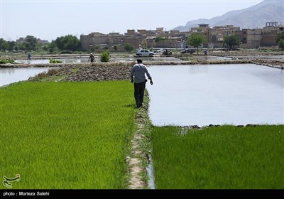 نشاءکاری در مبارکه اصفهان