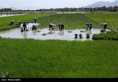 نشاءکاری در مبارکه اصفهان