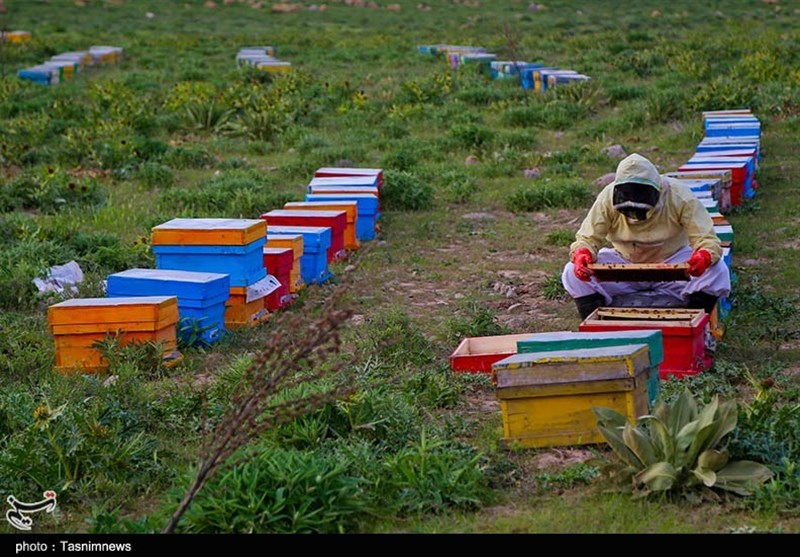 ریزگردها کام کندوداران استان لرستان را هم تلخ کرد/ احتمال کاهش 50 درصدی تولید عسل