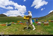 3 هزار تن عسل در لرستان تولید شد