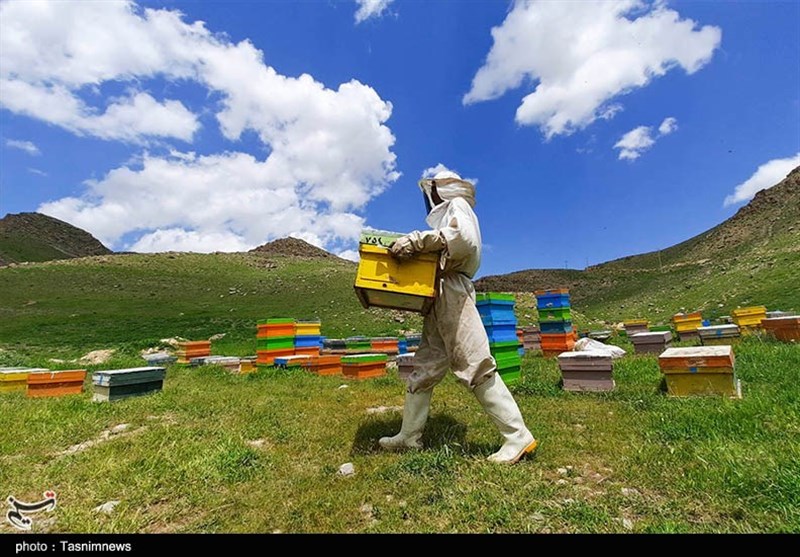 3 هزار تن عسل در لرستان تولید شد