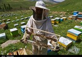 فعالیت 1300 نفر در زنبورستان‌های استان کرمانشاه/ ضرورت حمایت از صنعت زنبورداری در راستای رفع موانع تولید