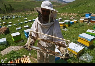  فعالیت ۱۳۰۰ نفر در زنبورستان‌های استان کرمانشاه/ ضرورت حمایت از صنعت زنبورداری در راستای رفع موانع تولید 