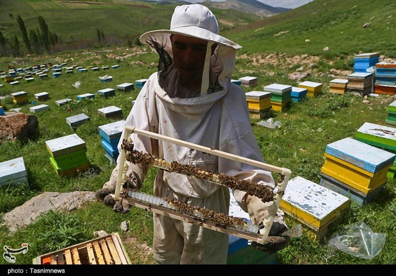 فعالیت 1300 نفر در زنبورستان‌های استان کرمانشاه/ ضرورت حمایت از صنعت زنبورداری در راستای رفع موانع تولید