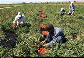برداشت گوجه‌فرنگی از مزارع تاکستان قزوین به روایت تصویر