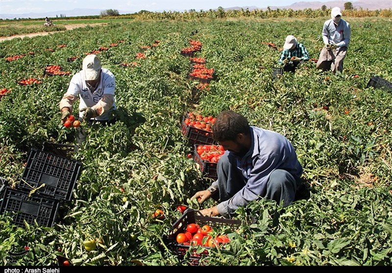 مشکل کشاورزان استان بوشهر در صادرات محصول گوجه فرنگی برطرف شد +تصویر