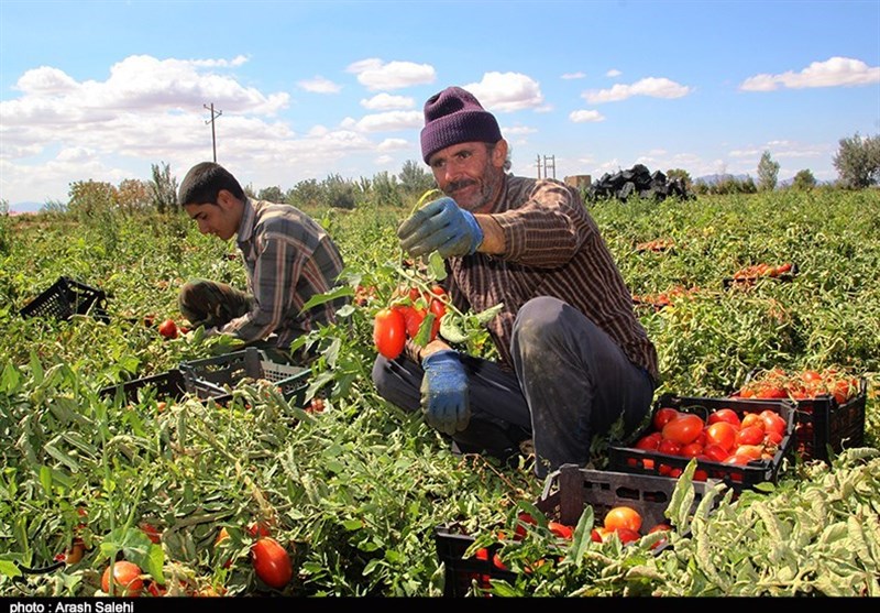 اصفهان|خرید حمایتی گوجه برای کنترل نرخ بازار در صورت افت قیمت انجام می‌شود