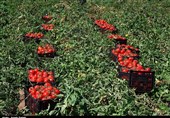 کشاورزان استان بوشهر خواستار حذف تعرفه صادرات محصول گوجه‌فرنگی شدند