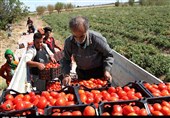 خرید گوجه‌فرنگی کشاورزان کرمانشاه به قیمت هر کیلو 1000 تومان