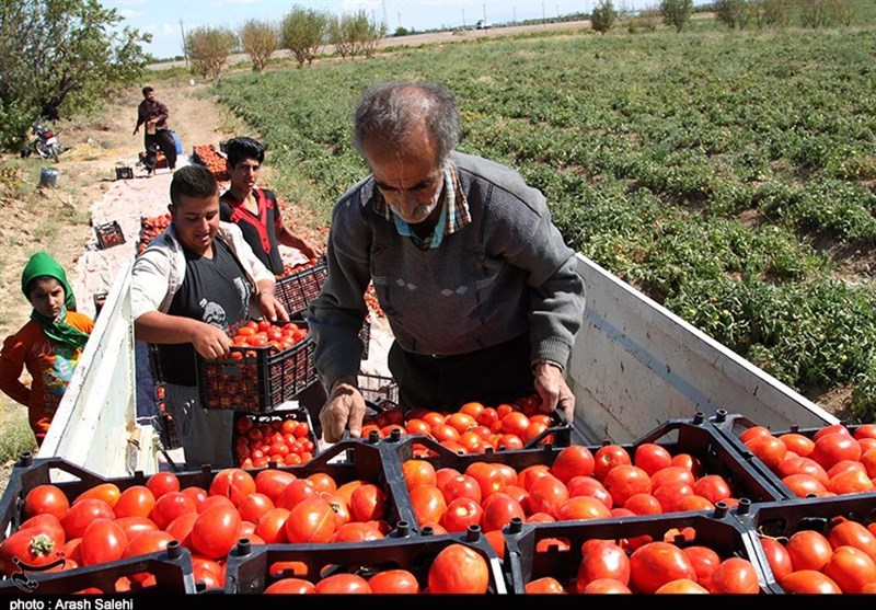 خرید گوجه‌فرنگی کشاورزان کرمانشاه به قیمت هر کیلو 1000 تومان