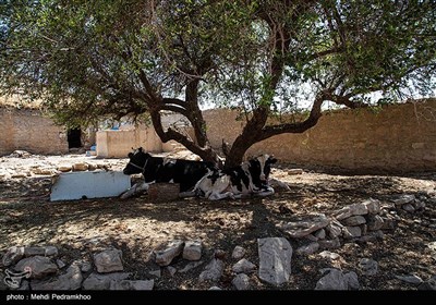 زیر آب رفتن روستاهای اطراف سد گتوند