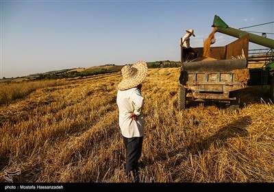 برداشت گندم از مزارع استان گلستان