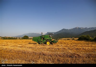 برداشت گندم از مزارع استان گلستان