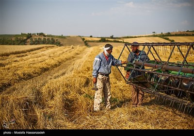 برداشت گندم از مزارع استان گلستان