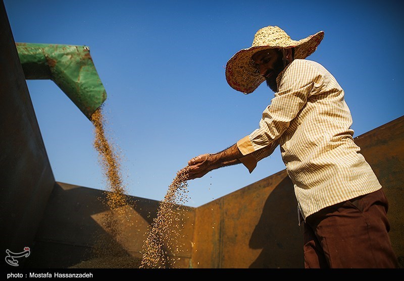 کشاورزان دست دلالان را از چرخه خرید گندم در کردستان کوتاه کنند
