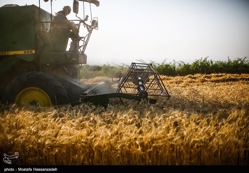 5 میلیون تن گندم کشاورزان را امسال بخش خصوصی می‌خرد