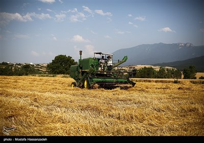 برداشت گندم از مزارع استان گلستان