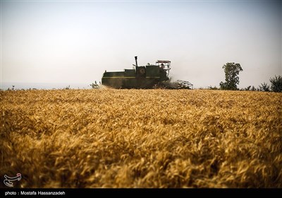 برداشت گندم از مزارع استان گلستان