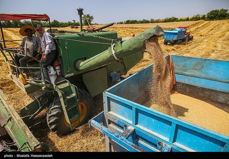 خروج گندم بدون مجوز از استان گلستان ممنوع شد