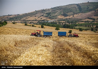 برداشت گندم از مزارع استان گلستان