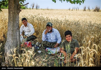 برداشت گندم از مزارع استان گلستان