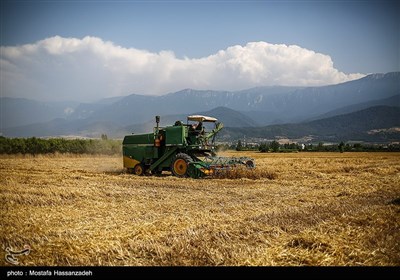 برداشت گندم از مزارع استان گلستان