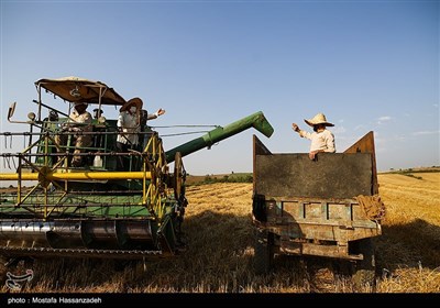 برداشت گندم از مزارع استان گلستان