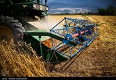تولید گندم در گلستان از مرز یک میلیون تن گذشت / پرداخت 600 میلیارد تومان از مطالبات کشاورزان