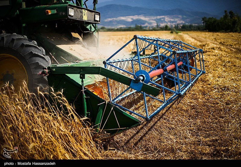 پیش بینی تولید 14 میلیون تن گندم در سال زراعی جاری