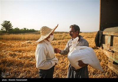صاحبان زمین معمولا مقداری از گندم را جهت دست مزد و تشکر به صاحبان کمباین ها میدهند